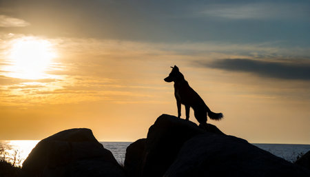 silhouette of a dog on rocksの素材