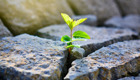 green sprout growing in stone slab rebirth revival resilience and new life conceptの素材
