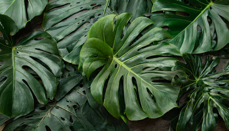 closeup nature view of green monstera leaf and palms background flat lay dark nature concept tropical leafの素材