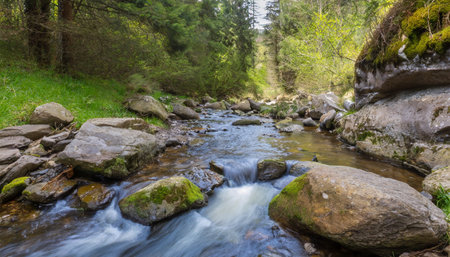 stream in the forest with rocks in waterの素材