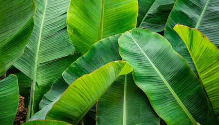 tropical banana leaf texture in garden abstract green leaf large palm foliage nature dark green backgroundの素材