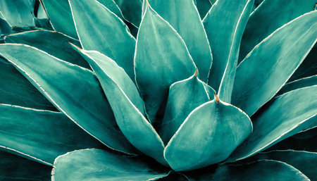 closeup agave cactus abstract natural pattern background and textures dark blue tonedの素材