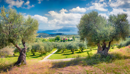 fantastic summer view of olive garden wonderful countryside scene of corfu island greece europe beauty of countryside concept backgroundの素材