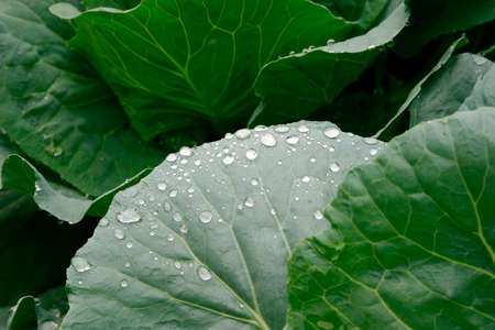 morning dewの写真素材