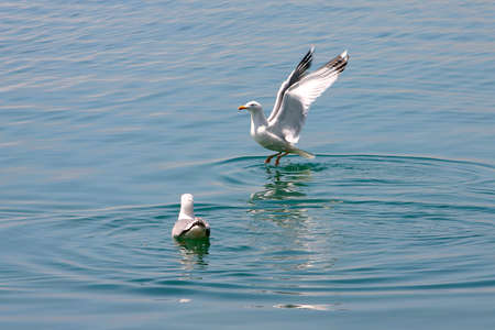 two seagulls playing in the waterの写真素材