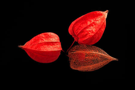 red pod of physalis on the black backgroundの写真素材