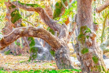old spooky forest in autumnの写真素材