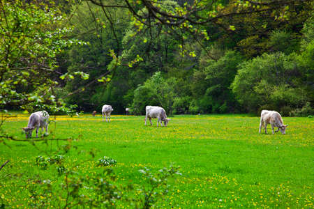 the pass cows in the field near the villageの写真素材