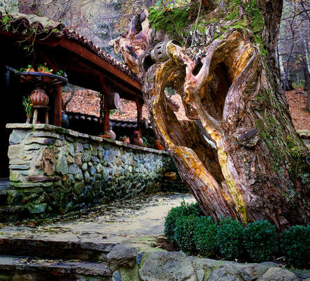 An evergreen tree eaten by the years in the yard of a village