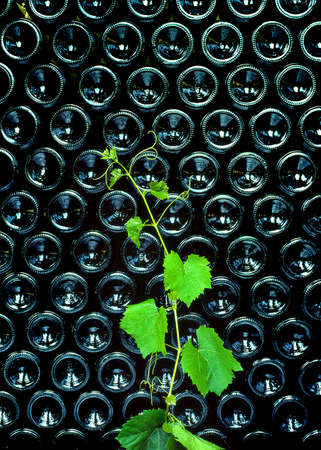 Young vine branch against the background of wine bottles
