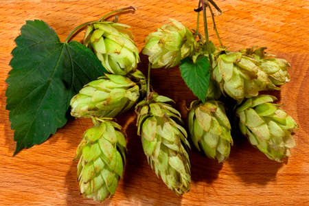 fresh, aromatic hops