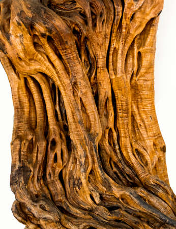 texture of old olive tree