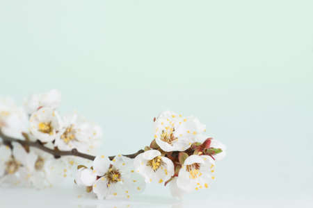 A branch of blossoming tree. Apricot. With space for text.の写真素材