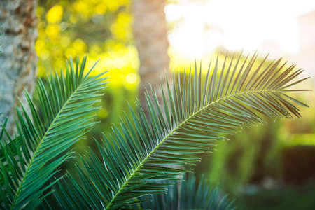 branches of a tropical palm tree in a shade close upの写真素材