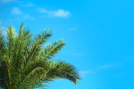 palm tree in the sun and blue skyの写真素材