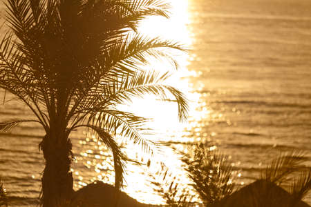 Sunset with palm leaves and sea coast shalow depth of fieldの写真素材