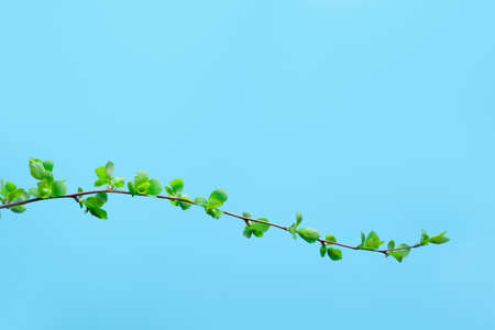 Spring branch of a Tree, on Blue Backgroundの写真素材