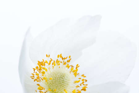 White flower close-up on isolated background. Selective shallow focusの写真素材