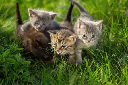 Group of four little kittens on the grassの写真素材