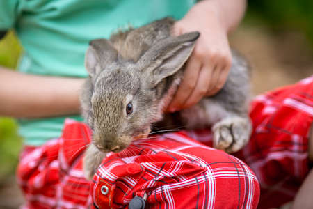 Child playing with cute baby rabbit. Friendship and healthcare concept.の写真素材