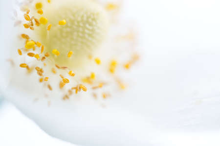 White flower close-up on isolated background. Selective shallow focusの写真素材