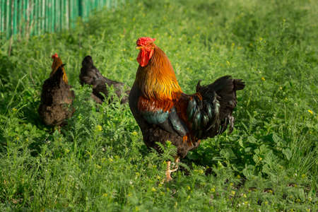 Brightly color cockerel and chicken in a field in springtimeの写真素材