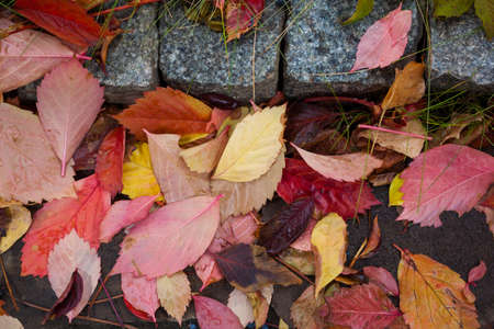 Autumn leaf, leaves with raindrops on stone road