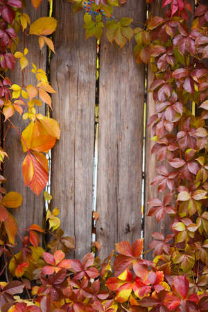 Autumn leaves over wooden background with copy space
