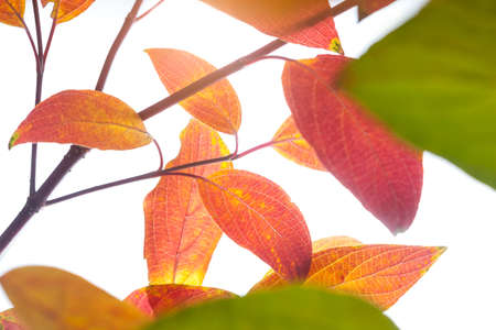 Autumn branch with colourful, Isolated on white background
