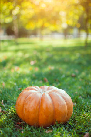 Autumn pumpkin with colorful leaves on green grass. Outdoors in park sunny image. Side view from above.の写真素材
