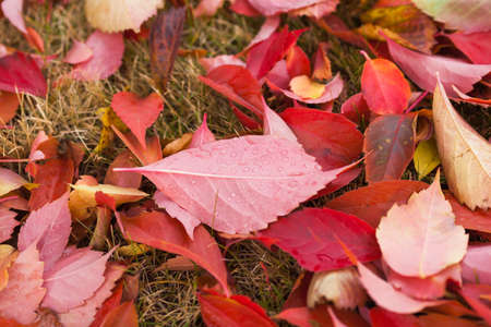 Fall season natural colorful background. Bright autumnal leaves, macro photo with selective focus