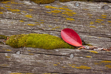 Red autumnal leaf on the wooden plate. Autumn backgroundの写真素材