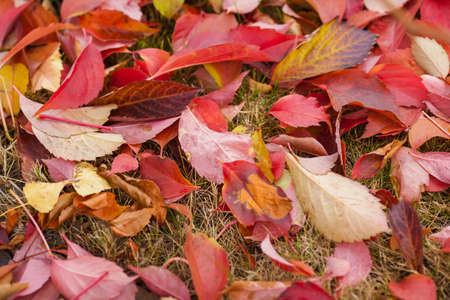 Fall season natural colorful background. Bright autumnal leaves, macro photo with selective focusの写真素材