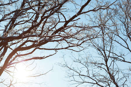 Snow covered tree branches, against a sunny blue sky.