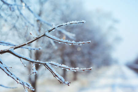 frosty tree branch in winter and the road on the background