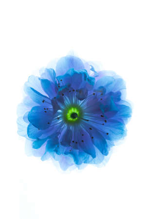 Single blue colored flower isolated on white background. Flower shine from inside. Beautiful concept image for web banner or wallpaperの写真素材