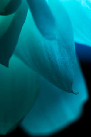 Artistic macro shot of beautiful mystic blue orchid petal over black background. Glowing magik flowerの写真素材