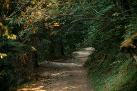 Small footpath in mountains forest in the eveningの写真素材
