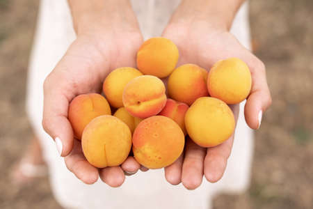 Harvesting of apricots. Womans hand with freshly harvested ripe apricot.の写真素材