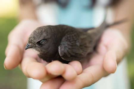 Human and the animal connection. The concept of trust and friendship. Bird in woman hands outdoors on nature. Black martin or Common Swift.の写真素材
