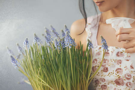Beautiful young womanwatering spring flowers in flowerpot. Female florist with Mouse Hyacinth Muscari in hands. Houseplant close-upの写真素材