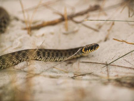 Close-up of Desert Snake in the Wild Nature