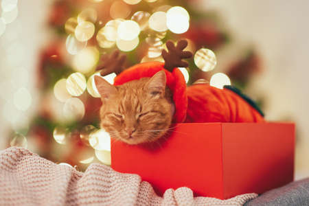 Funny Cat in Christmas Suit in the gift boxの写真素材