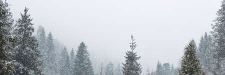Winter Christmas Scene, View of the Snowy Pine Forest in the Mountains