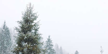 Winter Christmas Scene, View of the Snowy Pine Forest in the Mountains