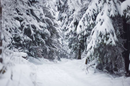 Winter Path Among Frosted Fir Trees in the Mountain Forest