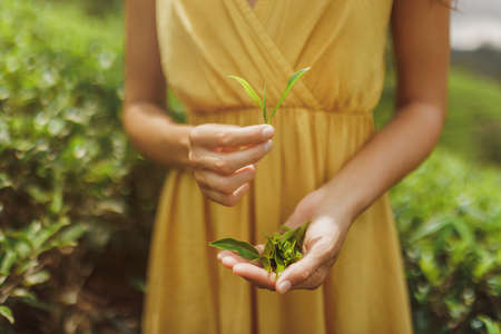 Close-up Fresh Tea Leaves in Female Hands in Front of Tea Plantationの写真素材