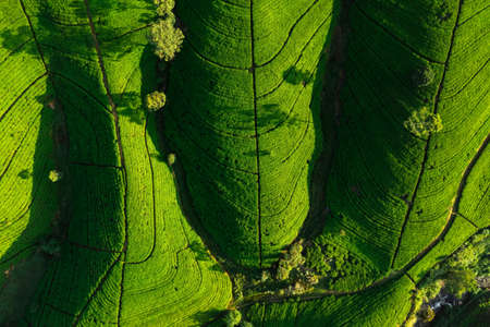 Aerial Top View of Tea Plantation Nature Background in Morning Lightの写真素材