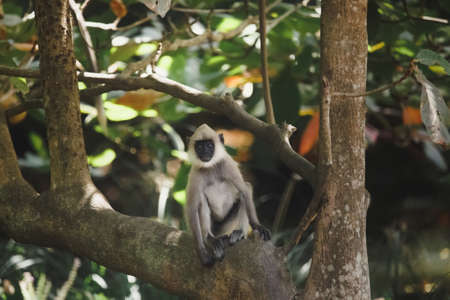 Young macaque monkey Gray Langur also known as Hanuman Langur endemic of Sri Lanka and India on the...