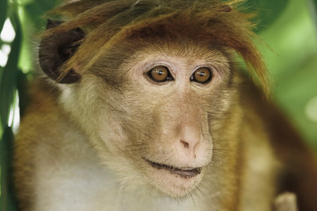 Monkey Portrait. Close-up of a Monkey Face in a Natural Forest